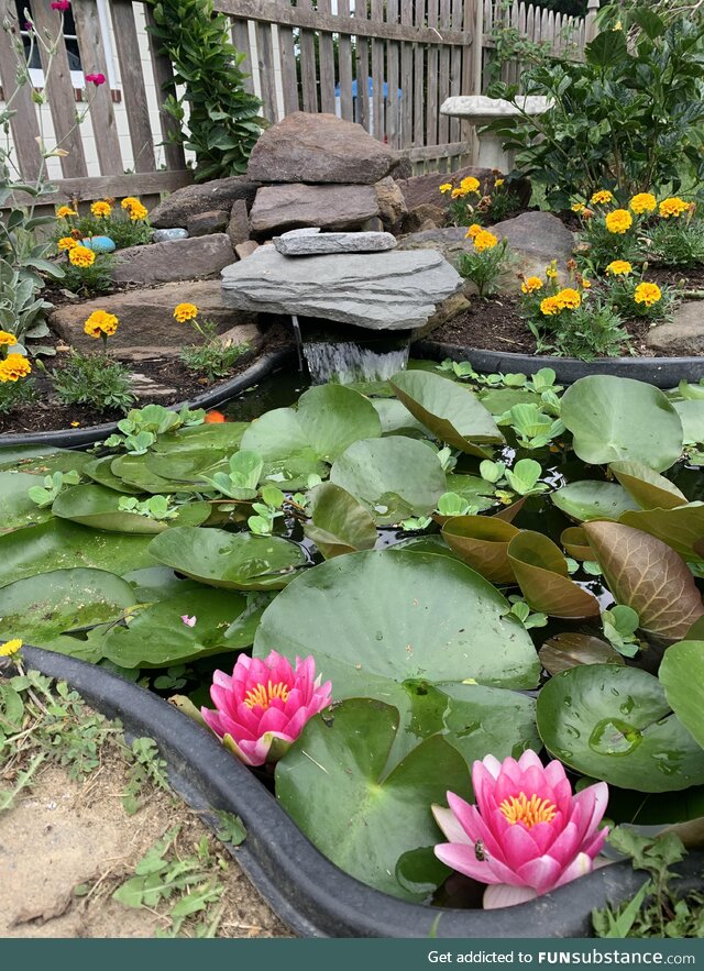 Summer blooms in my little backyard pond