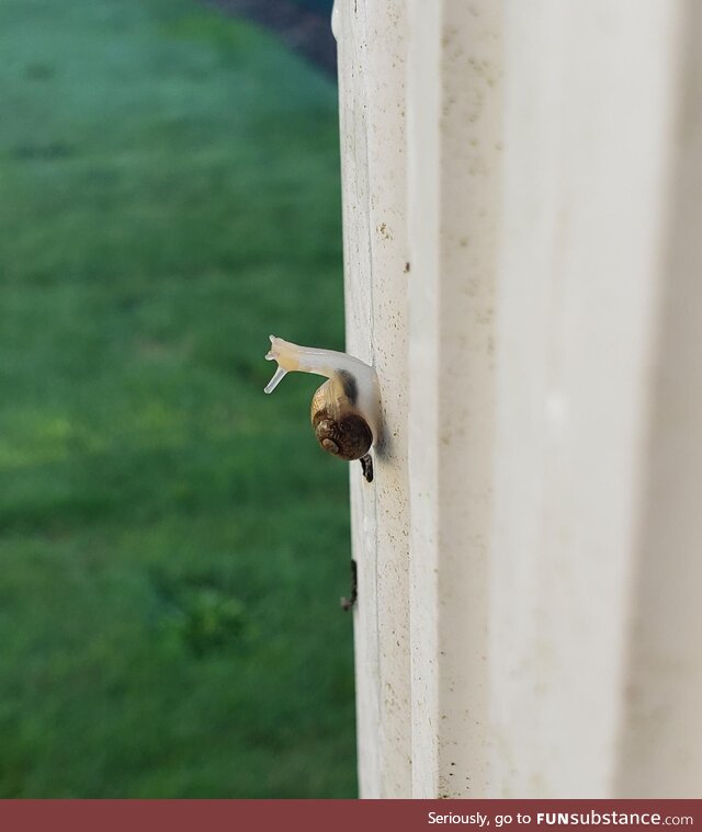 Happy snail at my work [OC]