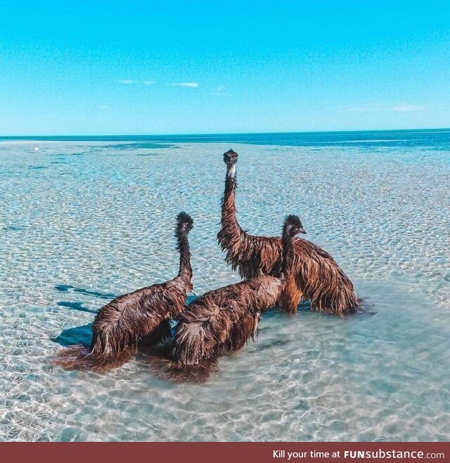Emu's hanging out in the ocean at Monkey Mia, WA. Only in Australia