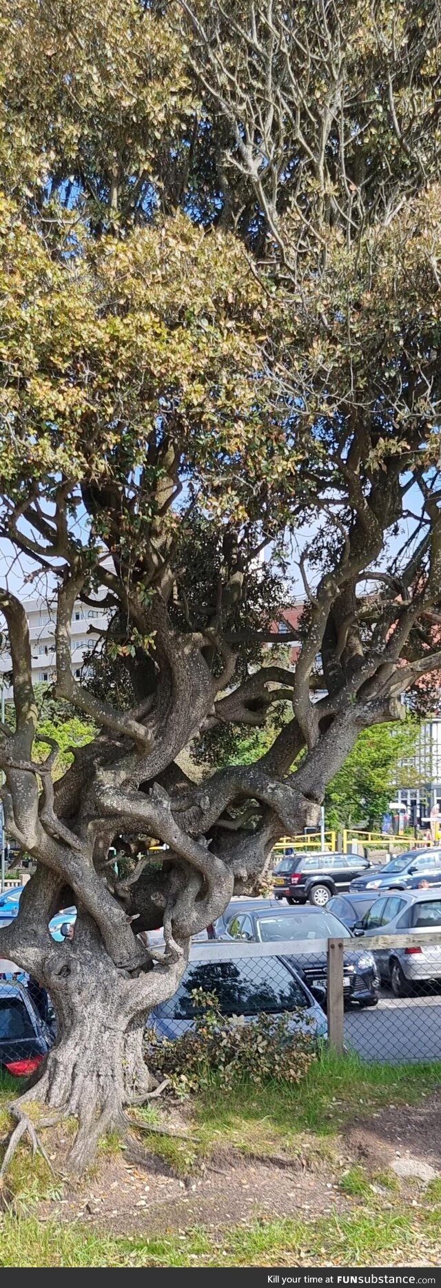 A very gnarly tree!!