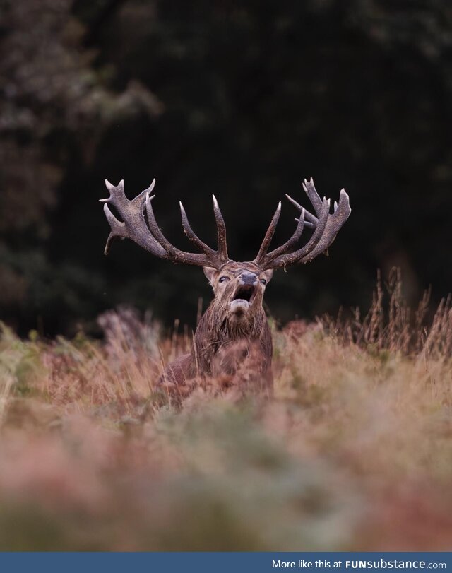 If Sylvester Stallone was a red deer [OC]