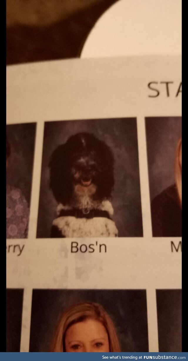 My kids elementary school put the therapy dog in with the staff, love it but also