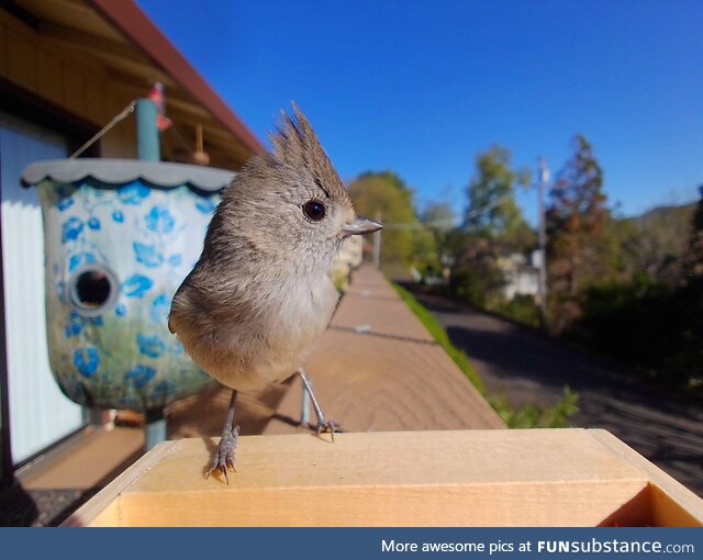 [OC] An Oak Titmouse from California