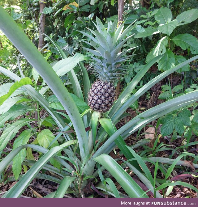 Seen a couple of pineapple posts, so sharing our forgotten one too that thrived on its own