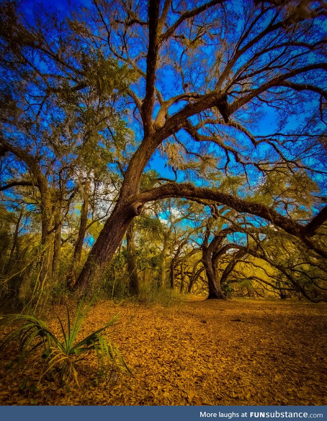 [OC] This is from the "haunted" forest I walk in.. It's a really special place to me.