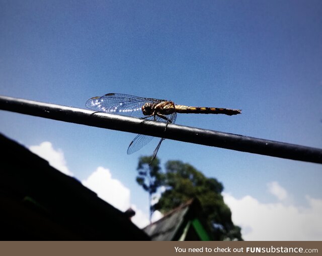 Dragonfly