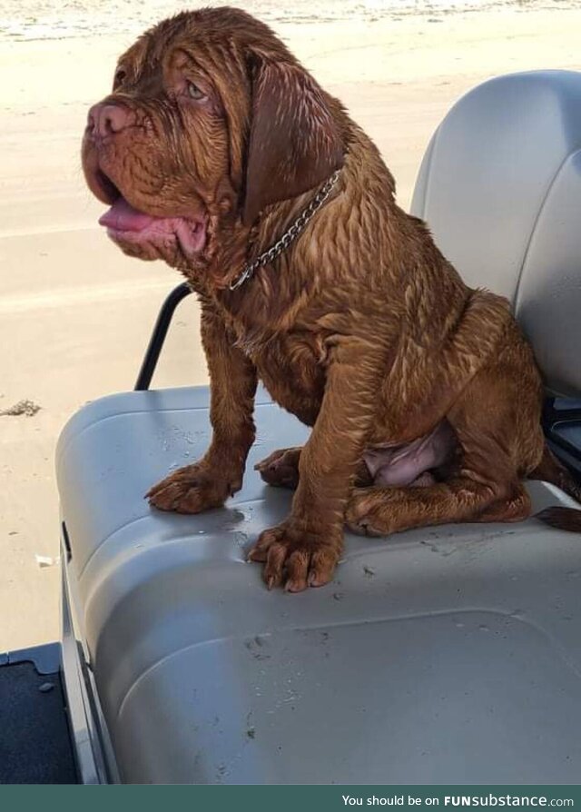 I think it’s safe to say someone enjoyed his first time at the beach…