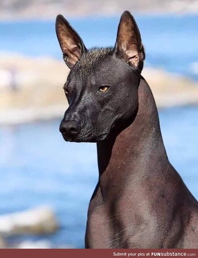 The Xoloitzcuintle, an Aztec dog breed indigenous to Mexico, is among the oldest known