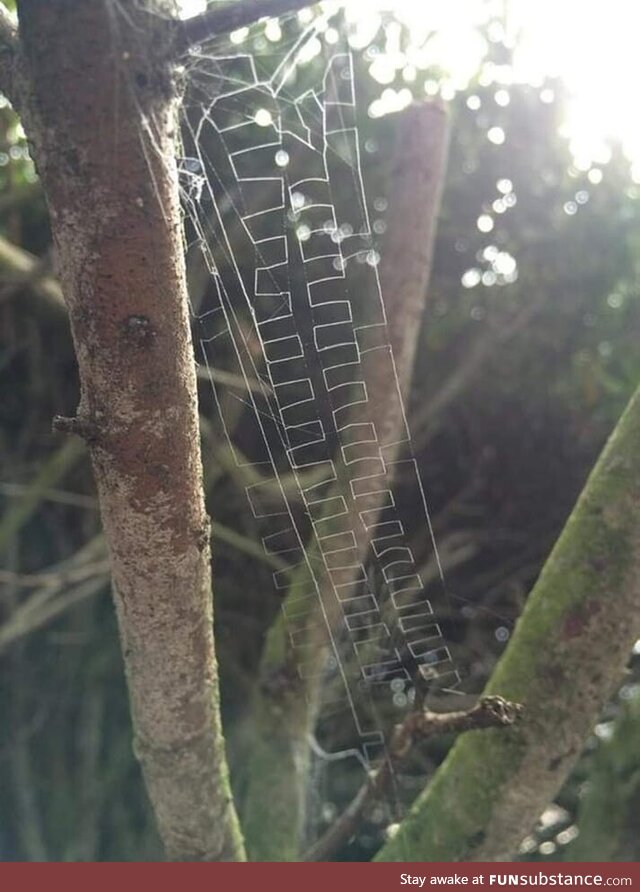 This spider's web is different