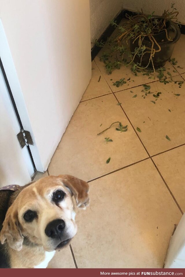 My dog after he destroyed some of my mom's flowers