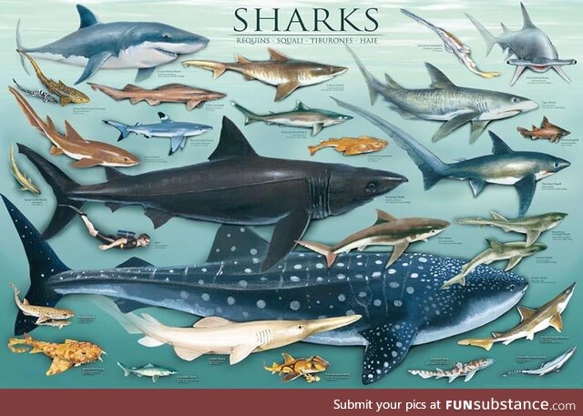 Shark Attack '24 #11/Final - Lotsa Sharks