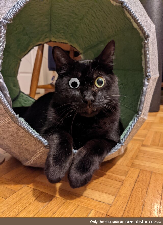 Someone photoshopped a googley eye on my one-eyed boy, Finn. I can't stop laughing