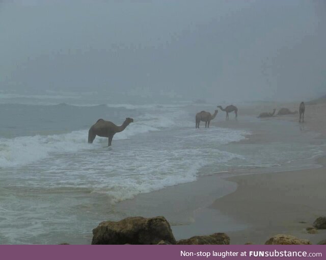 Ever Seen Camels on the Beach?