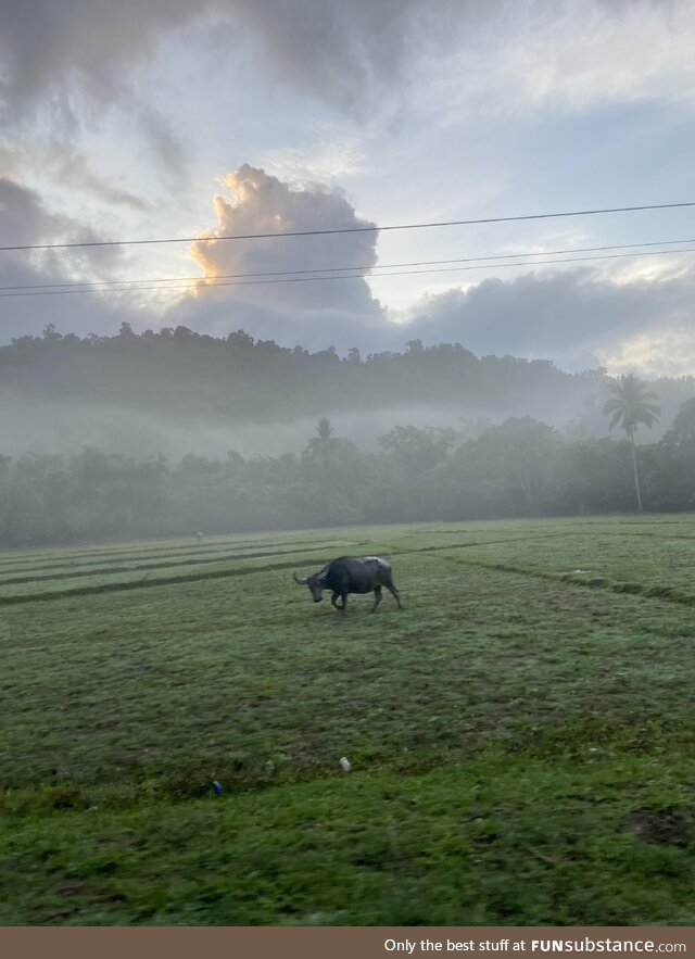 What do you call these kinda pictures? I took it from a moving vehicle lol