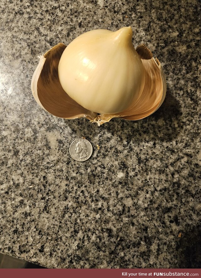 Elephant garlic jackpot! One whole bulb. Quarter for scale
