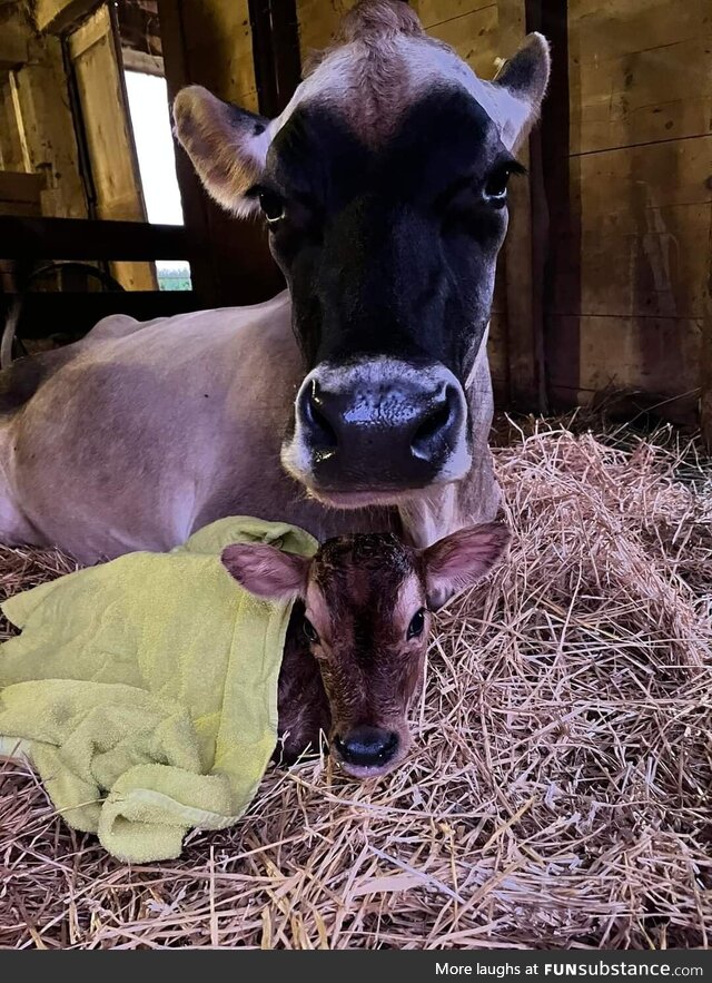 (oc), meet Darla and her baby, Mabel. Born last night