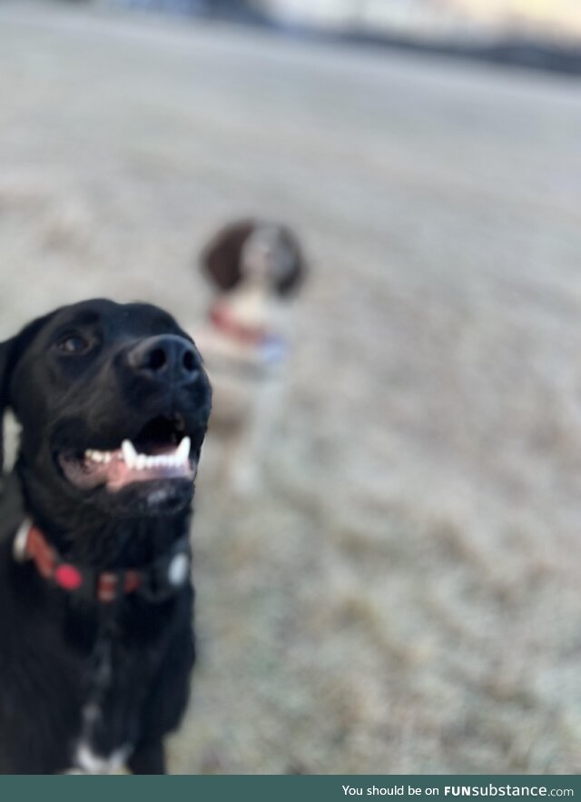 Guess which dog I was trying to picture?
