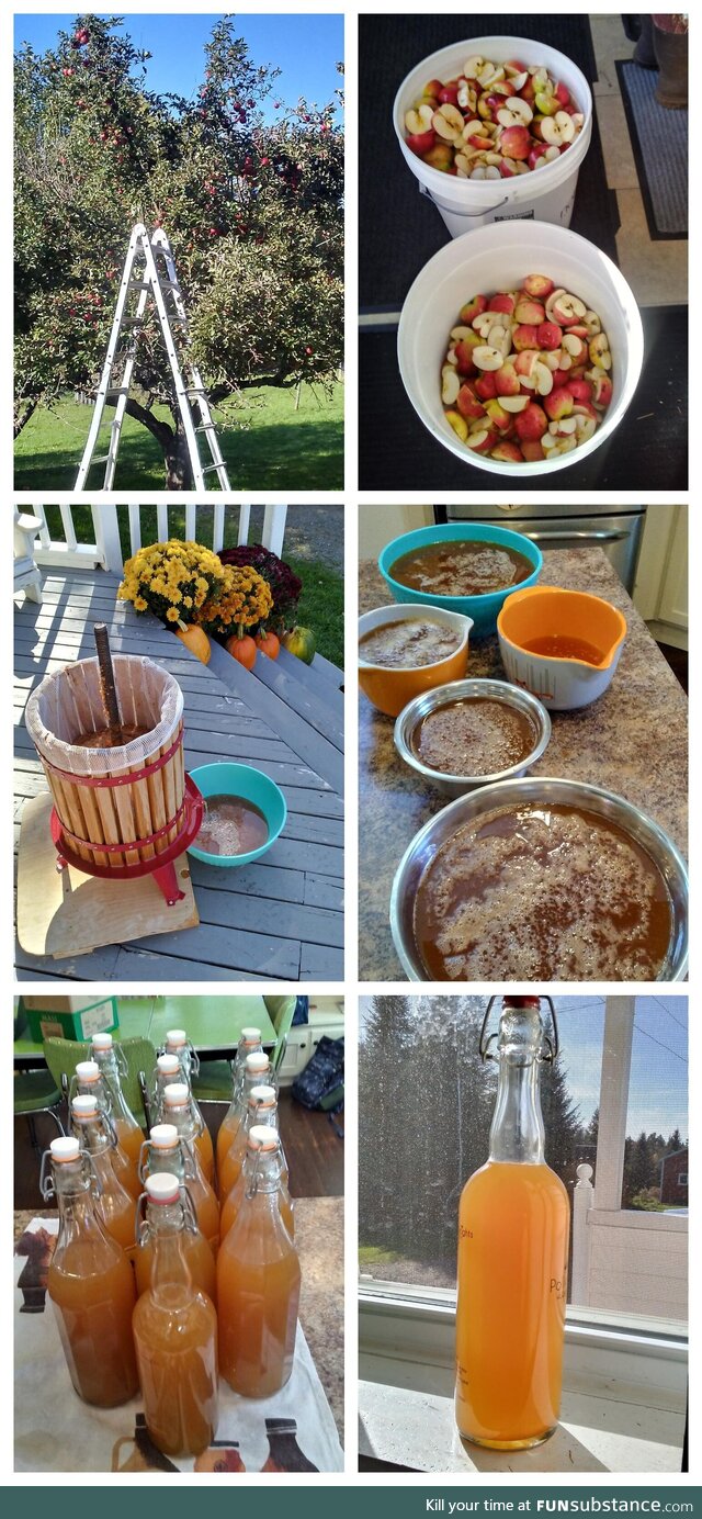 We made apple cider from our own apple trees!