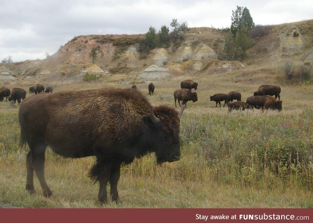 Bison at Theodore Roosevelt NP, N. Dakota USA