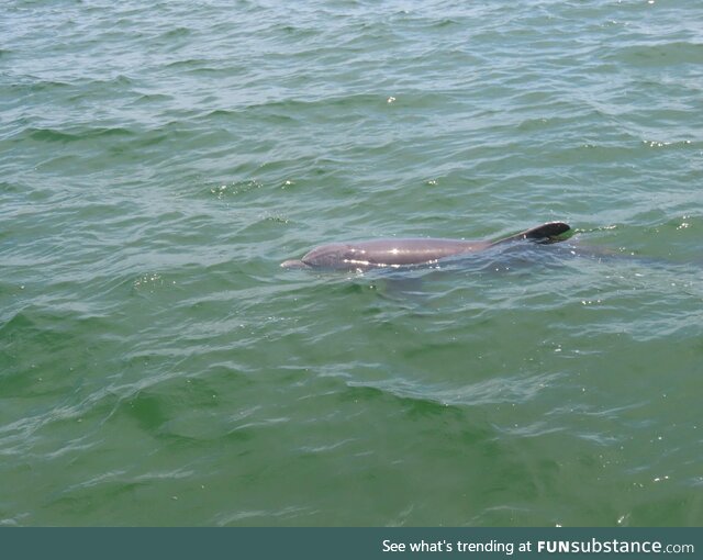 A Dolphin in Tampa Bay
