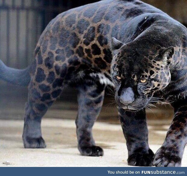 Beautiful black jaguar