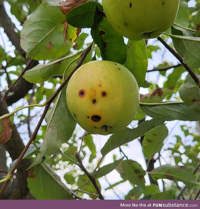 This apple was very surprised to see me