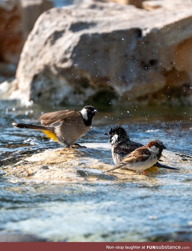 First attempt on birds photography, the shot taken using Nikon Z30 and Tamron 70-300mm