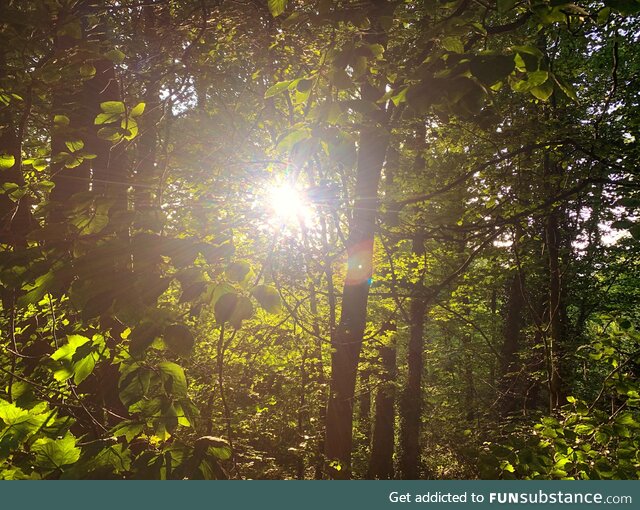 Sunlight breaking through the trees