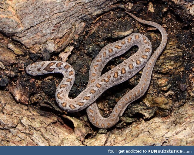 Rhombic Egg-Eater (Dasypeltis scabra) from the Western Cape, harmless [OC]