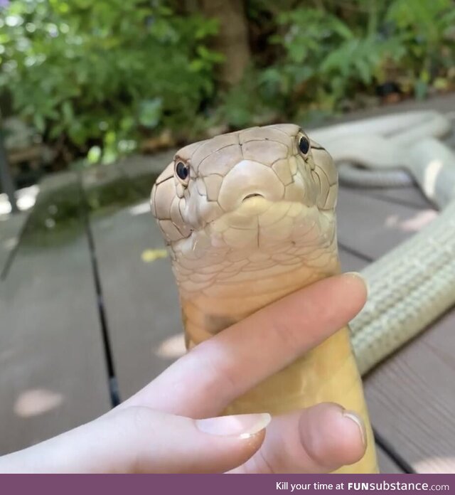 Heckin danger noodle gets chin scratchies