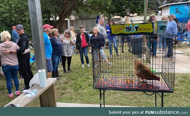 A new game in Florida. Chicken poop bingo. Seriously, it's a thing