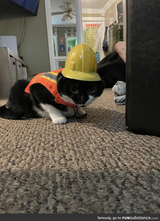 Starting Monday Spleens the cat will be at a construction site near you!