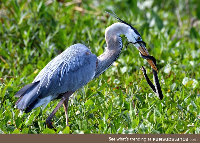 Taken in the everglades