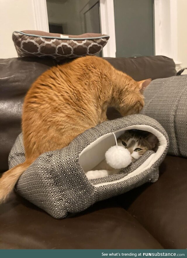 Got new cat beds; Found them doing this