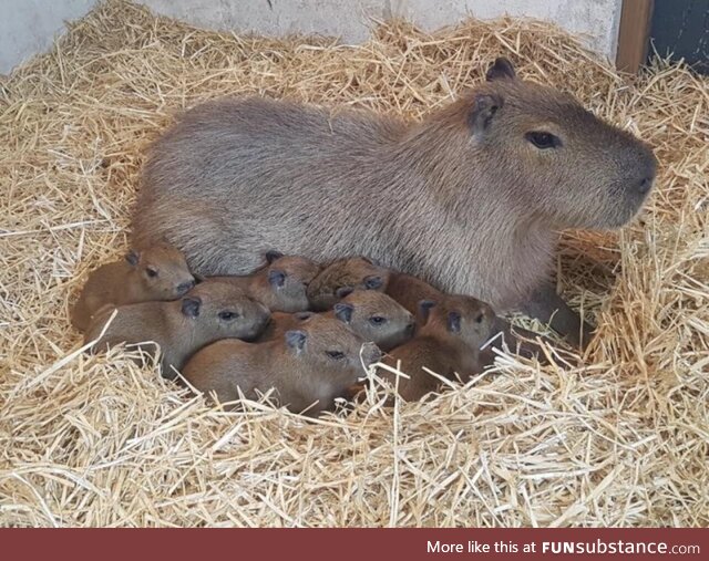 Capybara & capybarababies