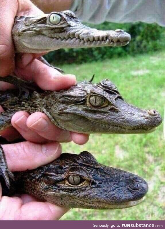 This is the difference between a crocodile, caiman and alligator