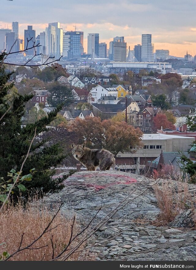 Coyote overlooking Boston skyline at Waitt's Mountain