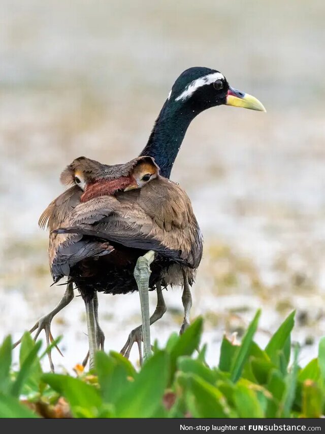 Bronze winged Jacana Dad, with his kids