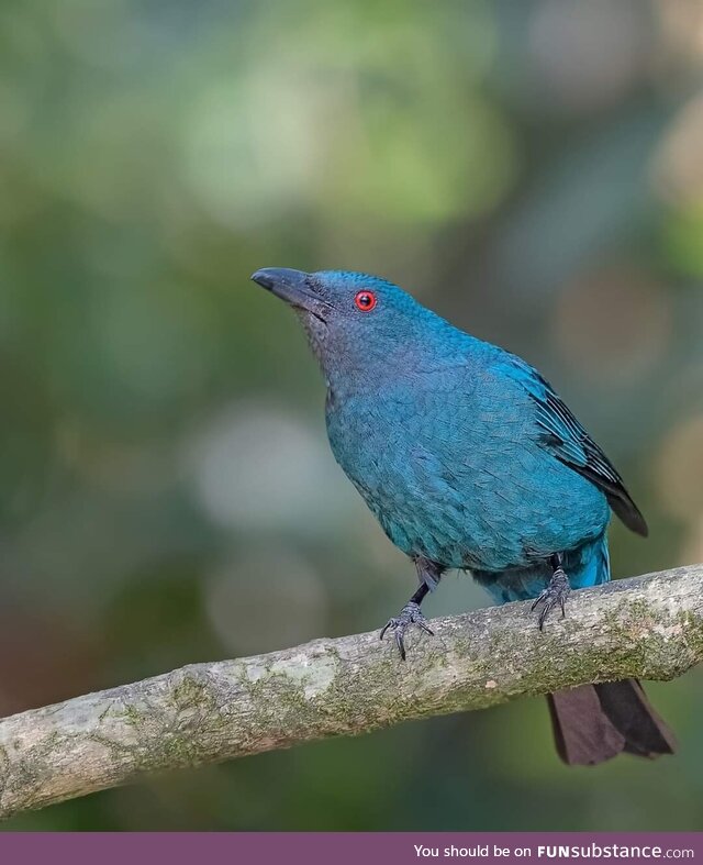 Asian fairy Blue Bird