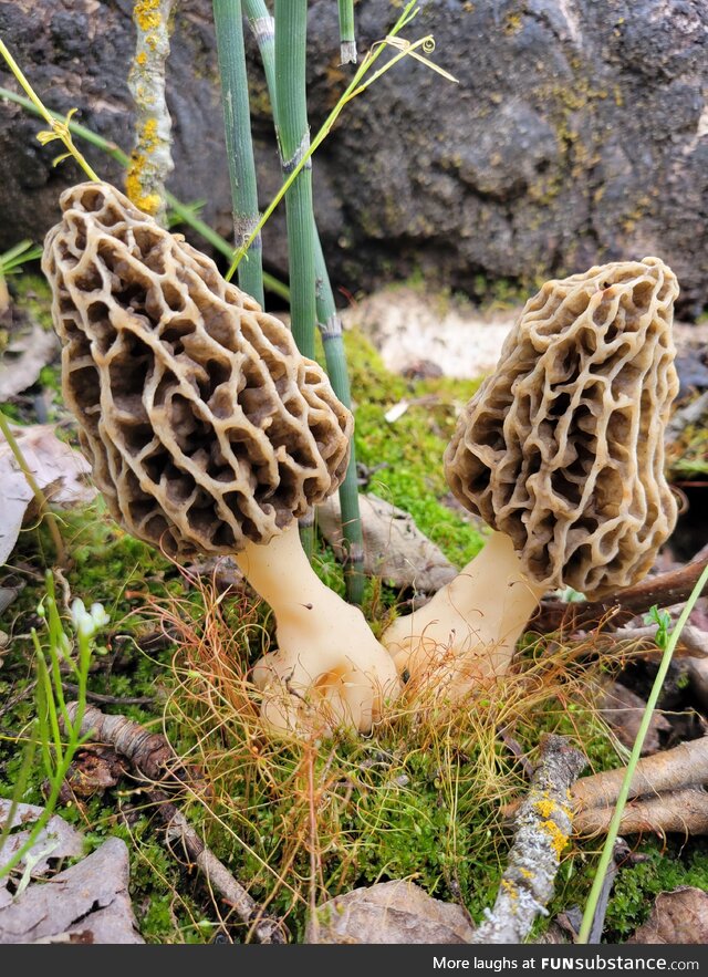 Morel Mushrooms growing in Northern Oregon, USA. [OC]