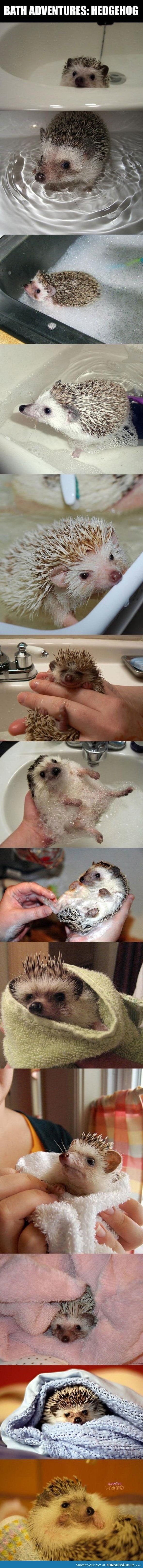 Hedgehog Bathtime