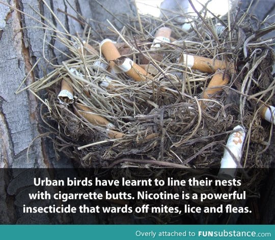 Smart birds