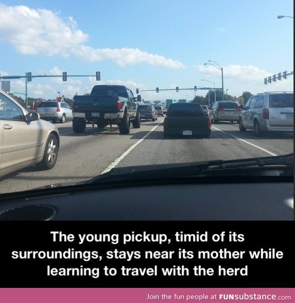 The young pickup