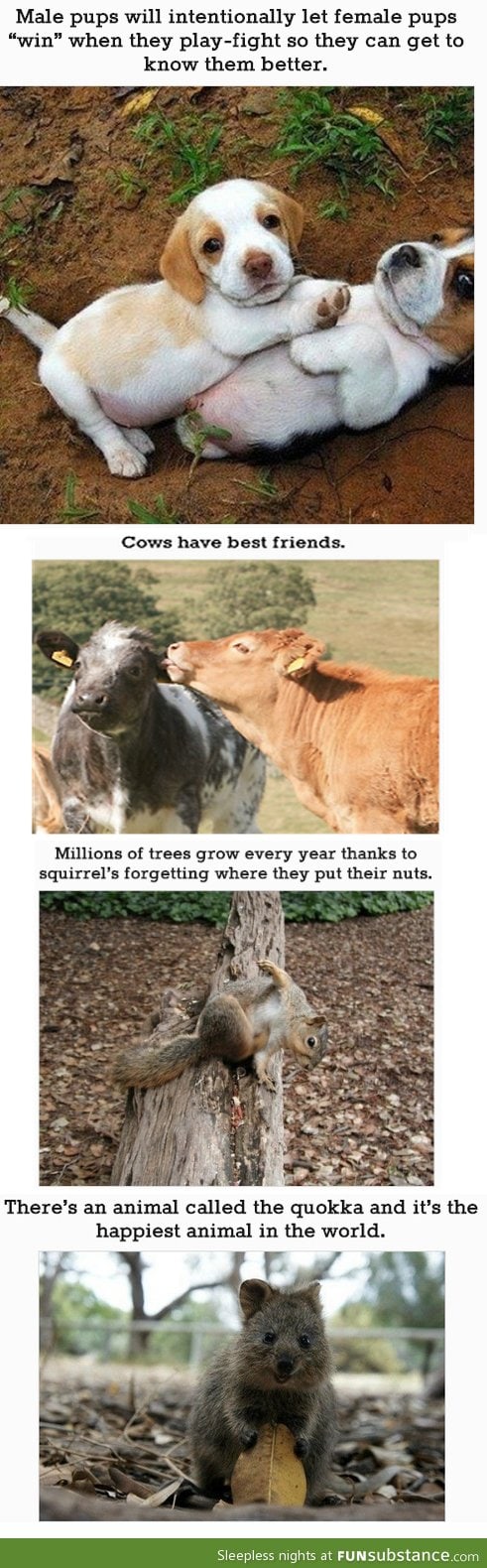 4 Animals Facts