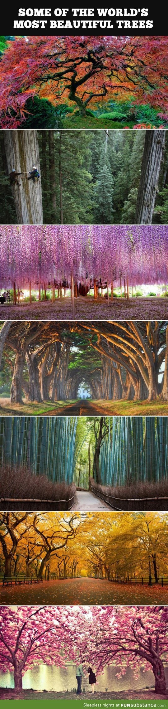 World's most beautiful trees