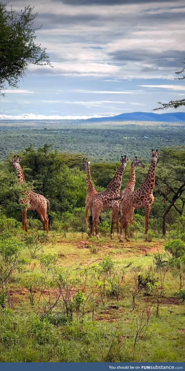 Tower of Giraffes, Botswana Africa