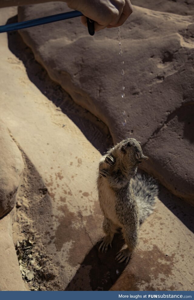 Cooling off a squirrel