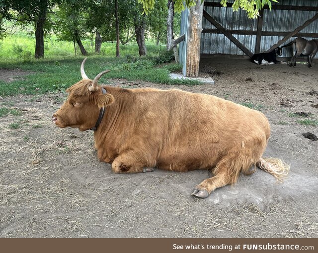 (OC) Scottish Highland cow