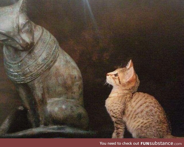 Egyptian cat