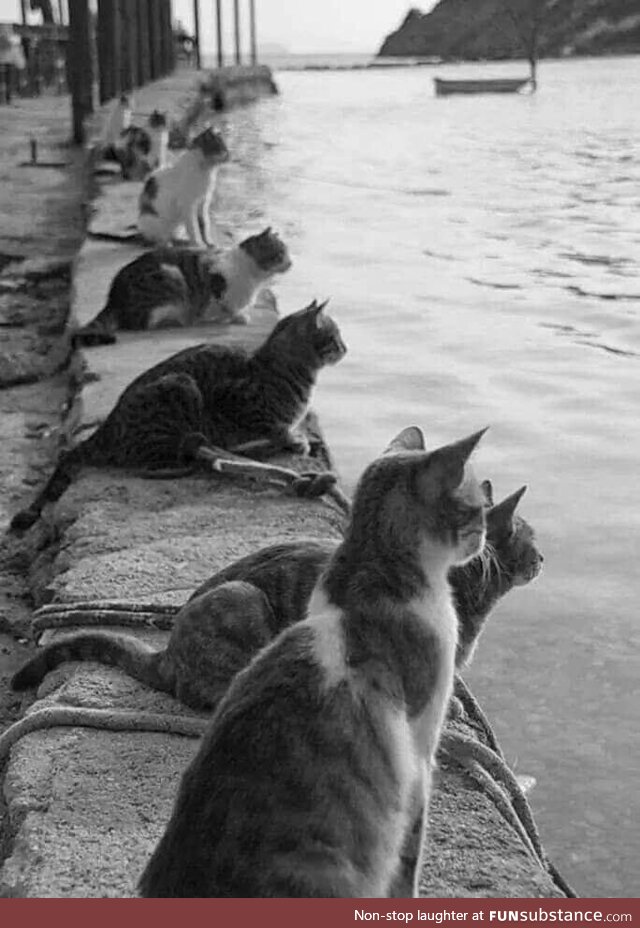 Cats waiting for the return of fisherman, Greece, 1970